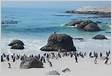 Boulders Beach como visitar a praia dos pinguins em Cape Tow